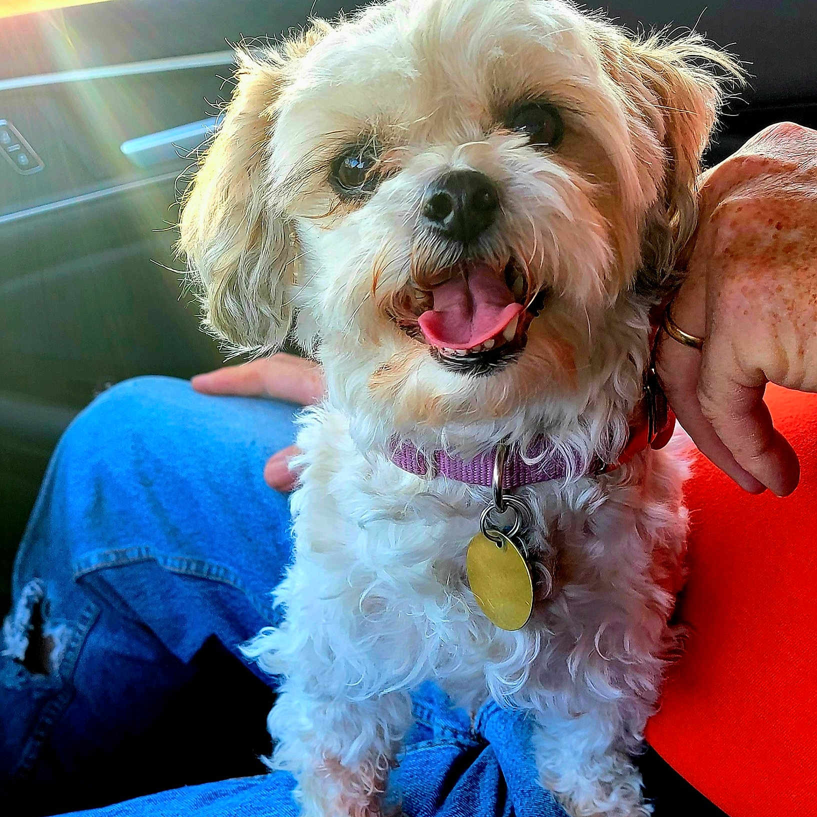 Chelsey joined the competition — help win amazing prizes! car_interior, casual, closeup, collar, dog, fur, hand, happy, indoor, jeans, lap, person, pet, relaxed, seat, smile, sunlight, tag, tongue_out, window