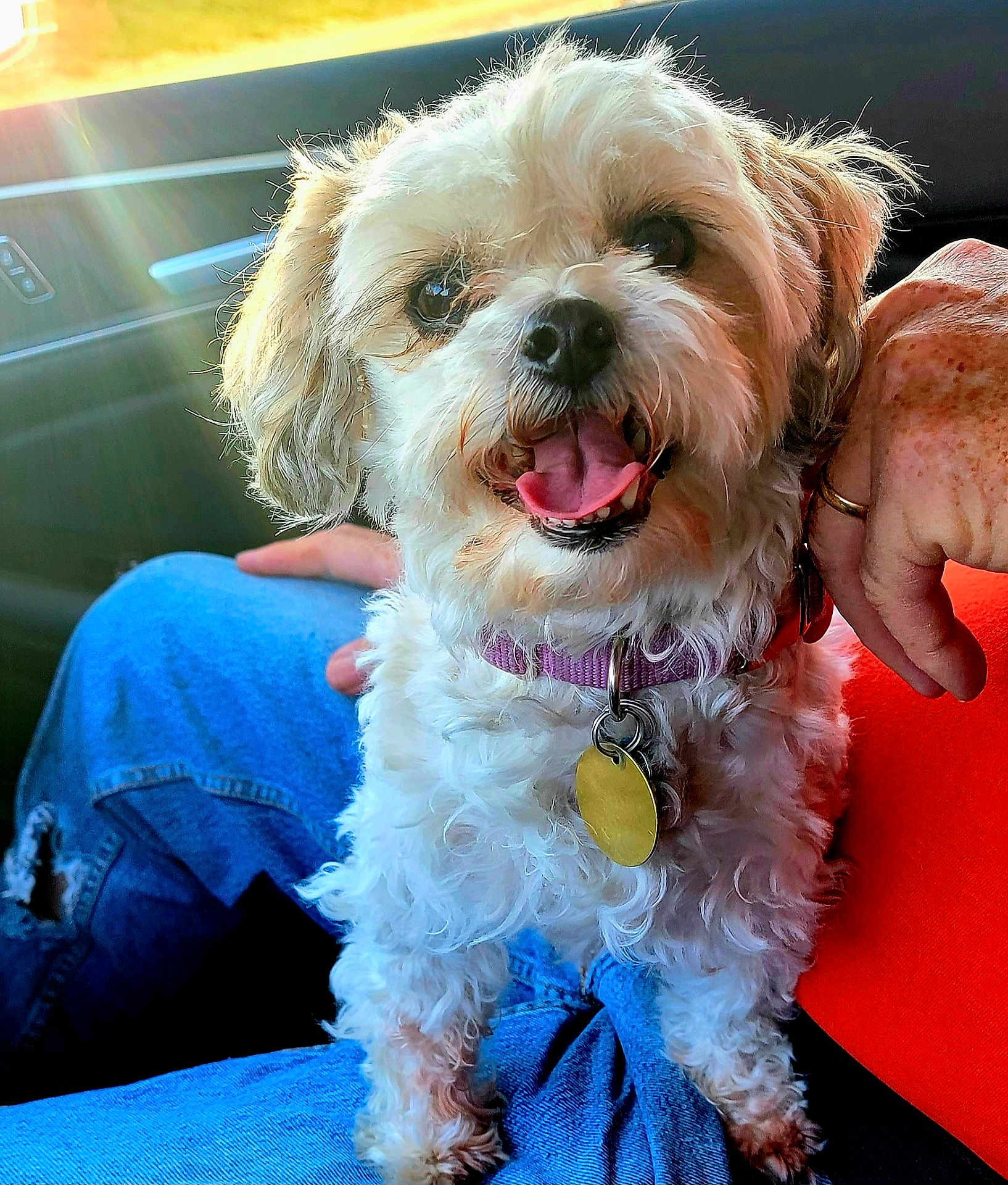 Chelsey joined the competition — help win amazing prizes! dog, pet, happy, tongue_out, collar, tag, lap, person, hand, jeans, car_interior, sunlight, window, fur, closeup, smile, indoor, seat, casual, relaxed