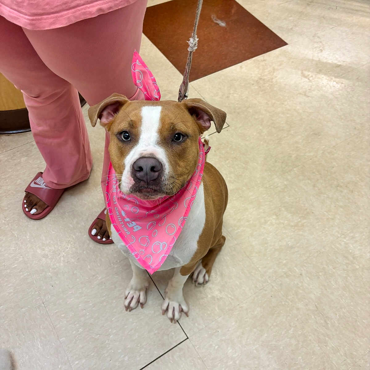 Bella Rose joined the competition — help win amazing prizes! accessories, animal, boxer, bulldog, canine, child, clothing, dog, face, female, footwear, girl, leash, pants, person, pet, pitbull, sandal, shoe, strap