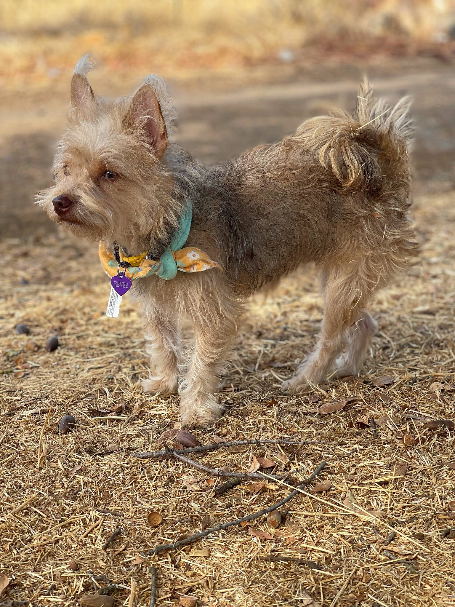 Eevee joined the competition — help win amazing prizes! canidae, carnivore, companion_dog, dog, dog_breed, dog_supply, fawn, grass, small_terrier, snout, soil, sporting_group, terrestrial_animal, terrier, toy_dog, working_animal, working_terrier