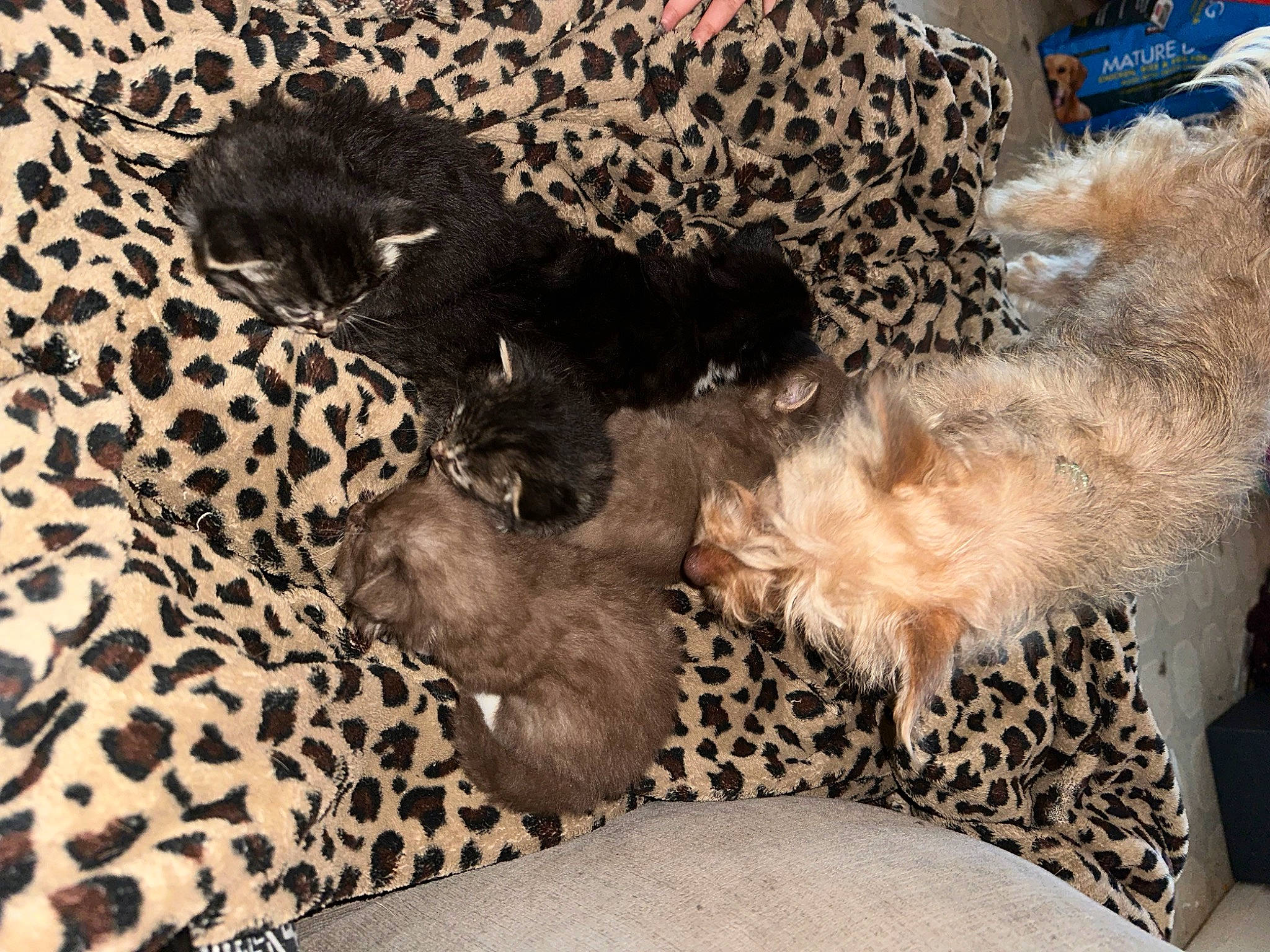 Eevee joined the competition — help win amazing prizes! canidae, carnivore, cat, comfort, companion_dog, dog_breed, fawn, felidae, fur, nap, natural_material, pattern, paw, small_to_medium_sized_cats, sporting_group, tail, terrestrial_animal, terrier, textile, whiskers