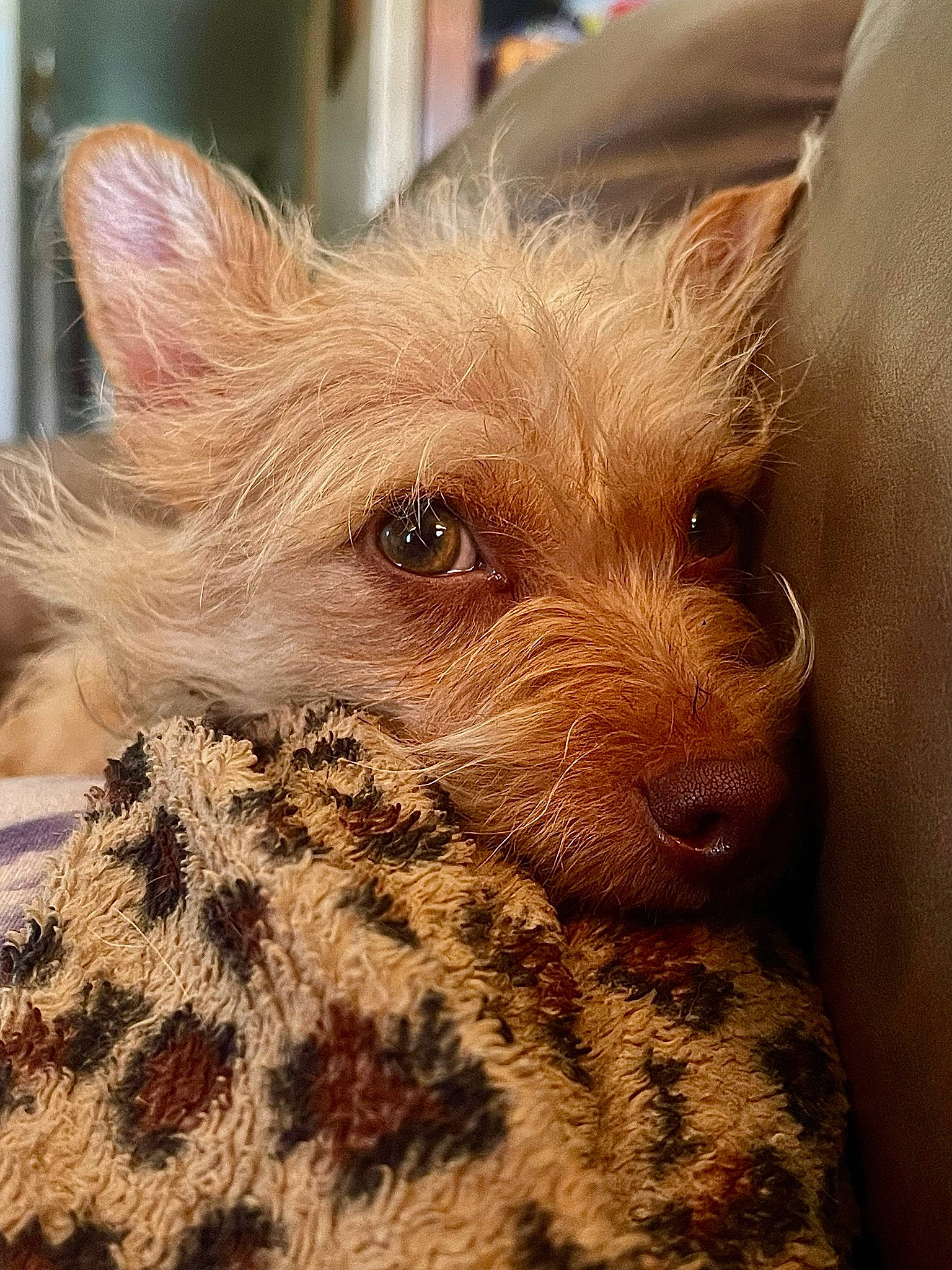 Eevee is registered to the contest to win money with this photo: canidae, carnivore, companion_dog, dog, dog_breed, fawn, fur, liver, non_sporting_group, sporting_group, terrestrial_animal, toy_dog, whiskers, wood, working_animal