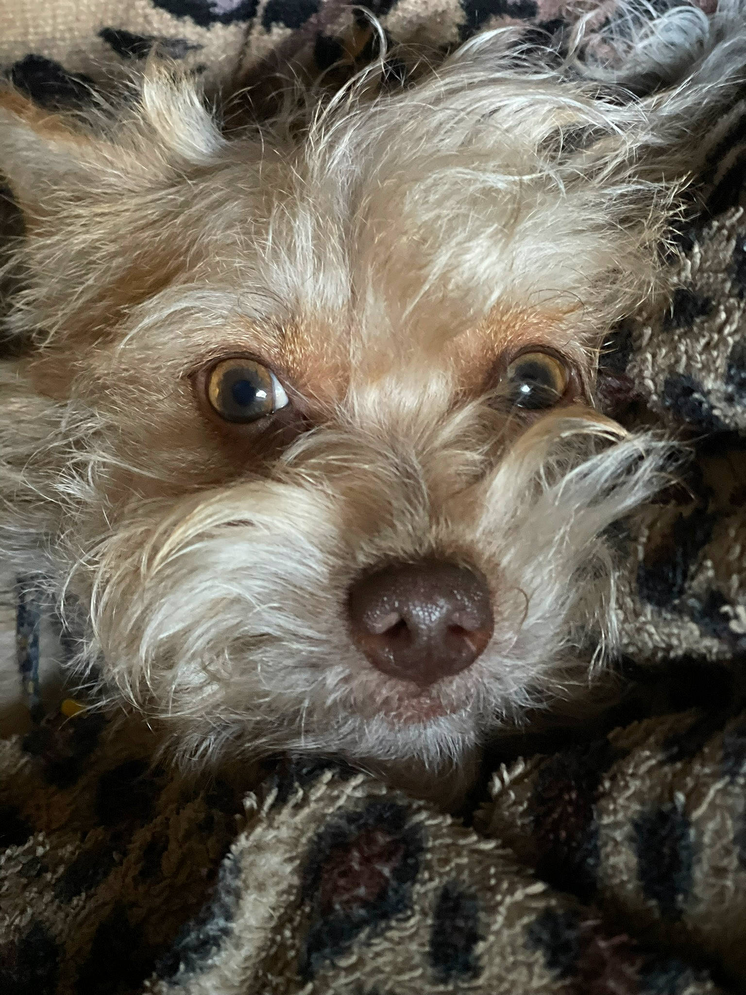 Eevee is registered to the contest to win money with this photo: biewer_terrier, canidae, carnivore, close_up, companion_dog, dog, dog_breed, fawn, fur, liver, puppy, small_terrier, snout, sporting_group, terrestrial_animal, terrier, toy_dog, whiskers, working_animal, yorkipoo