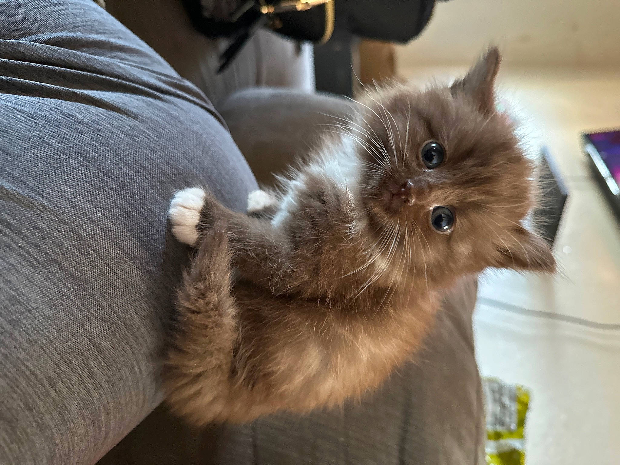 Bear is registered to the contest to win money with this photo: black_cat, box, british_longhair, carnivore, cat, claw, domestic_short_haired_cat, fawn, felidae, fur, grey, liver, paw, small_to_medium_sized_cats, snout, tail, terrestrial_animal, whiskers, working_animal