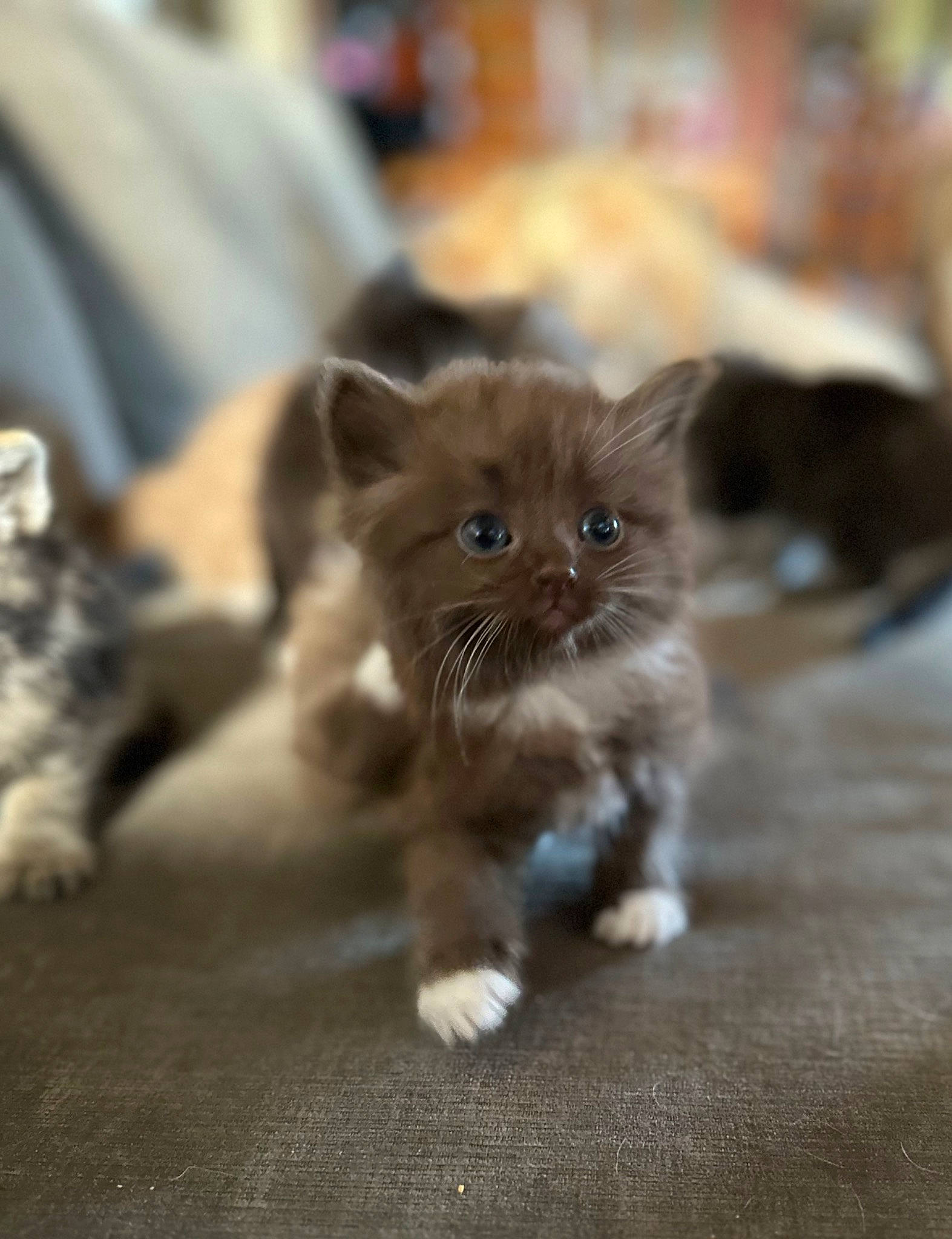 Bear is registered to the contest to win money with this photo: carnivore, cat, claw, domestic_short_haired_cat, eye, fawn, felidae, flooring, fur, paw, small_to_medium_sized_cats, snout, tail, terrestrial_animal, whiskers