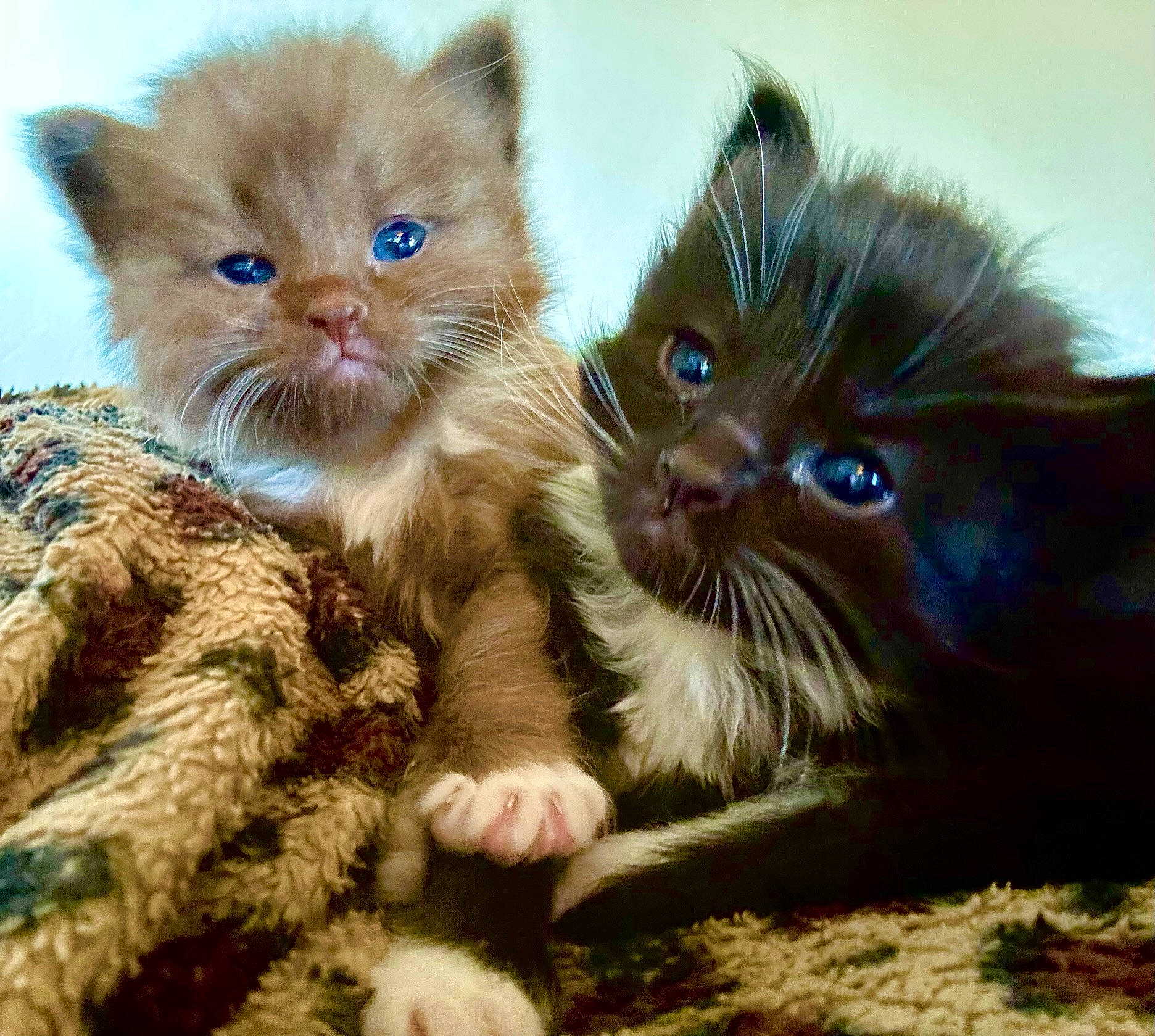 Bear is registered to the contest to win money with this photo: carnivore, cat, claw, comfort, domestic_short_haired_cat, electric_blue, fawn, felidae, fur, gesture, grass, paw, photo_caption, plant, small_to_medium_sized_cats, snout, tail, terrestrial_animal, vertebrate, whiskers