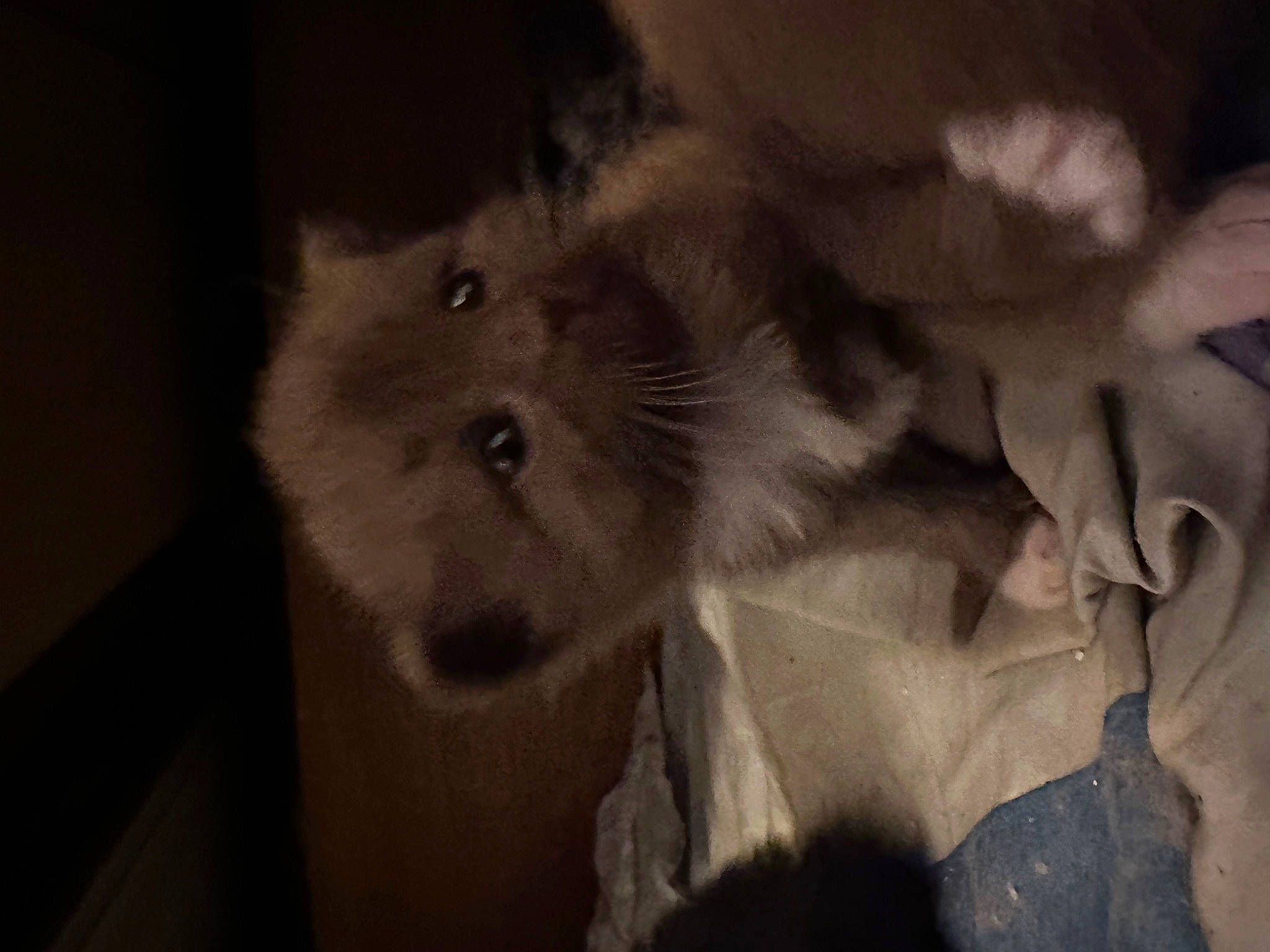 Bear joined the competition — help win amazing prizes! canidae, carnivore, cloud, companion_dog, darkness, dog_breed, ear, fawn, felidae, fur, grey, monochrome, monochrome_photography, paw, small_to_medium_sized_cats, snout, spitz, tail, toy_dog, whiskers