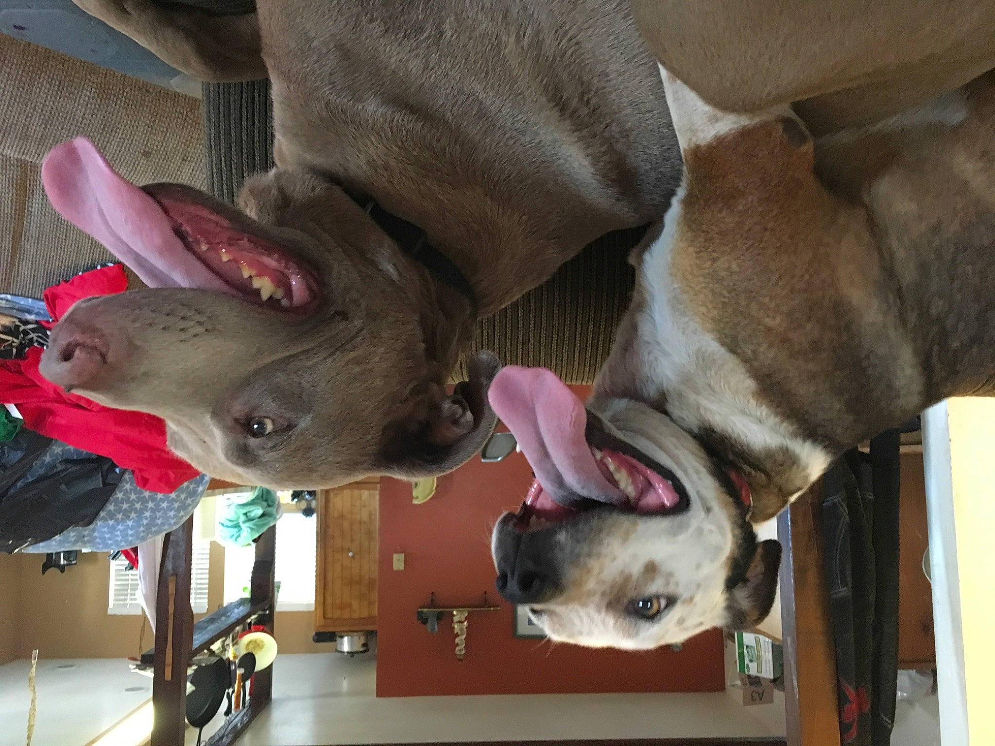 Zeus joined the competition — help win amazing prizes! canidae, carmine, carnivore, collar, dog, dog_breed, fawn, flesh, fur, hat, liver, mammal, natural_material, non_sporting_group, snout, sporting_group, vertebrate, working_animal