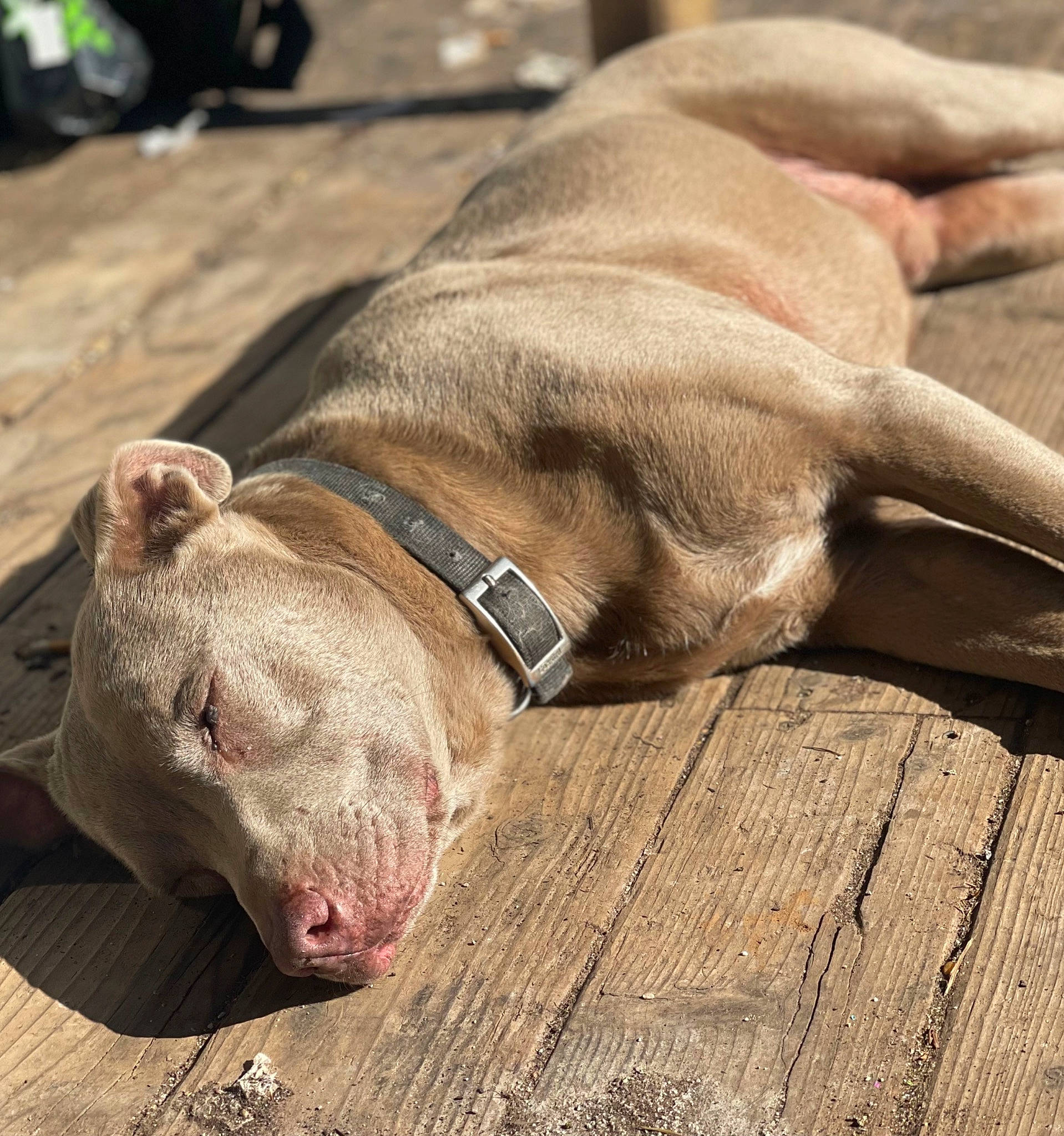 Zeus is registered to the contest to win money with this photo: canidae, carnivore, collar, comfort, companion_dog, dog, dog_breed, dog_collar, dog_supply, fawn, hardwood, leash, liver, pet_supply, snout, sporting_group, whiskers, wood, working_animal, wrinkle