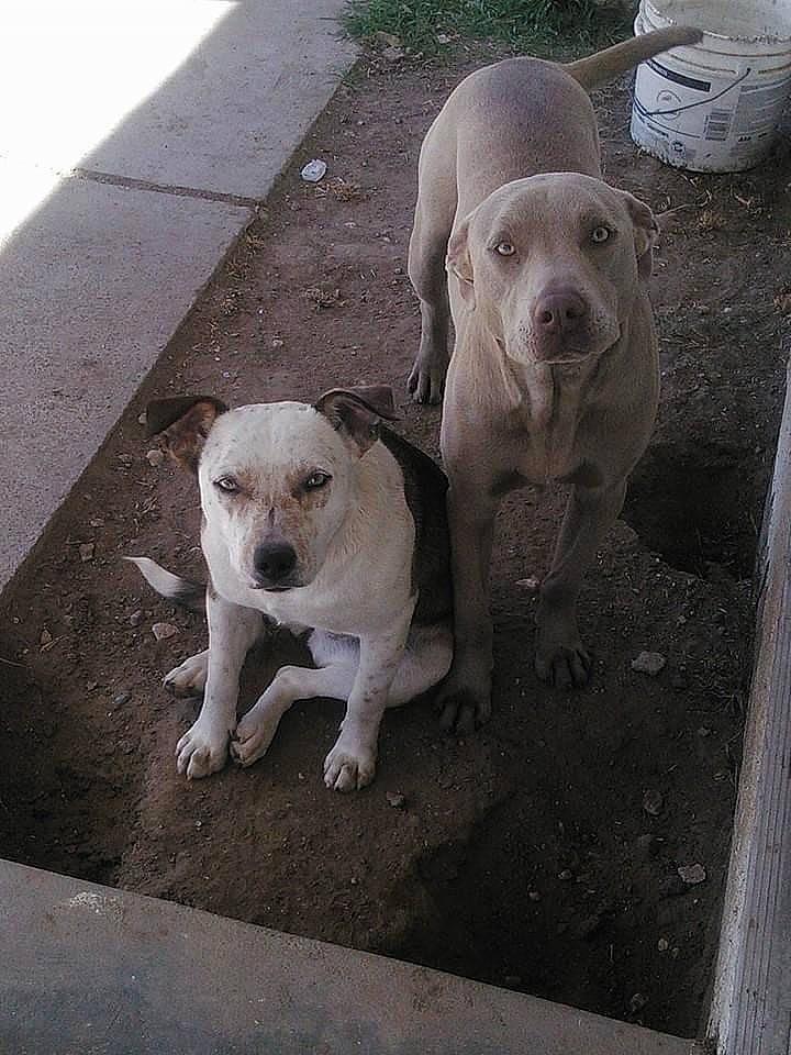 Zeus is registered to the contest to win money with this photo: asphalt, canidae, carnivore, companion_dog, concrete, dog, dog_breed, fawn, floor, flooring, mammal, metal, pet_supply, road_surface, snout, sporting_group, tail, terrestrial_animal, vertebrate, working_animal