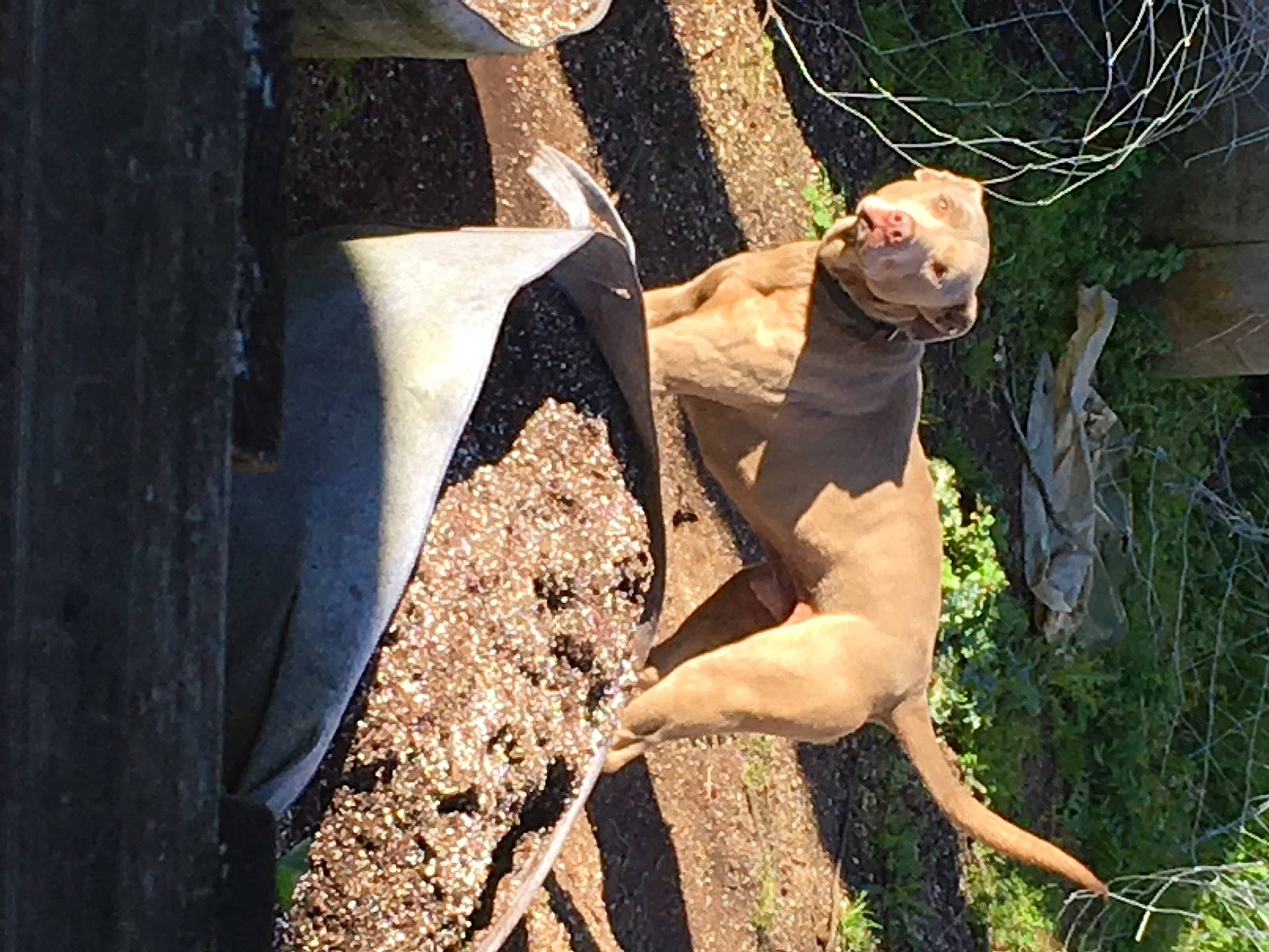 Zeus is registered to the contest to win money with this photo: adventure, boot, dress, fawn, flash_photography, fun, grass, happy, human_leg, landscape, leisure, people_in_nature, plant, recreation, rock, soil, thigh, tree, trunk, wood