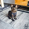 cat, kitten, tabby, indoor, floor, harness, curious, wooden_floor, carpet, scratching_post, cabinet, furniture, pet, domestic_animal, young_cat, animal, cute, looking, sitting, home