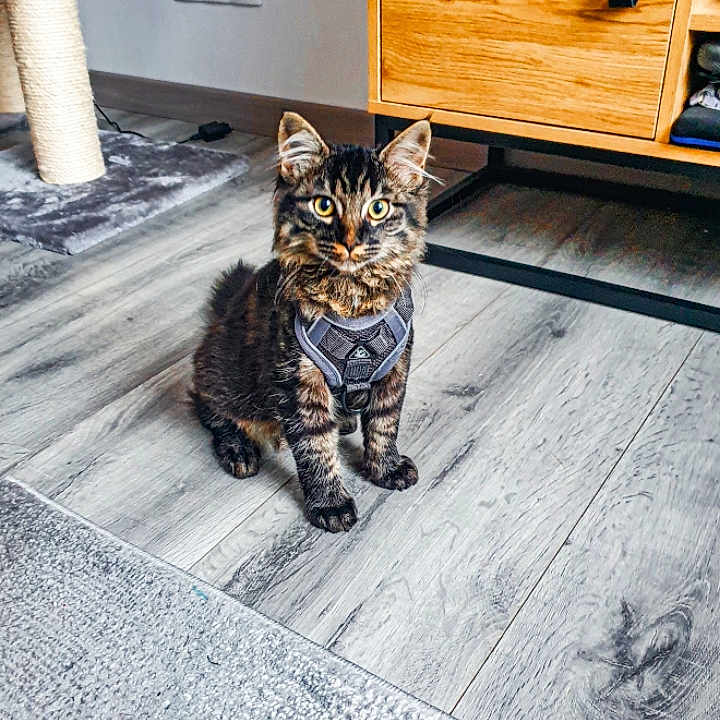 Salem participe au concours pour gagner de l'argent avec cette photo : cat, kitten, tabby, indoor, floor, harness, curious, wooden_floor, carpet, scratching_post, cabinet, furniture, pet, domestic_animal, young_cat, animal, cute, looking, sitting, home
