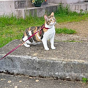 Tagada a rejoint le concours — aidez-le/la à gagner de superbes lots ! cat, calico, leash, concrete, steps, grass, flower_pot, outdoor, pet, animal, curious, feline, side_view, nature, greenery, walking, daylight, garden, mammal, alert