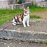 cat, calico, leash, concrete, steps, grass, flower_pot, outdoor, pet, animal, curious, feline, side_view, nature, greenery, walking, daylight, garden, mammal, alert