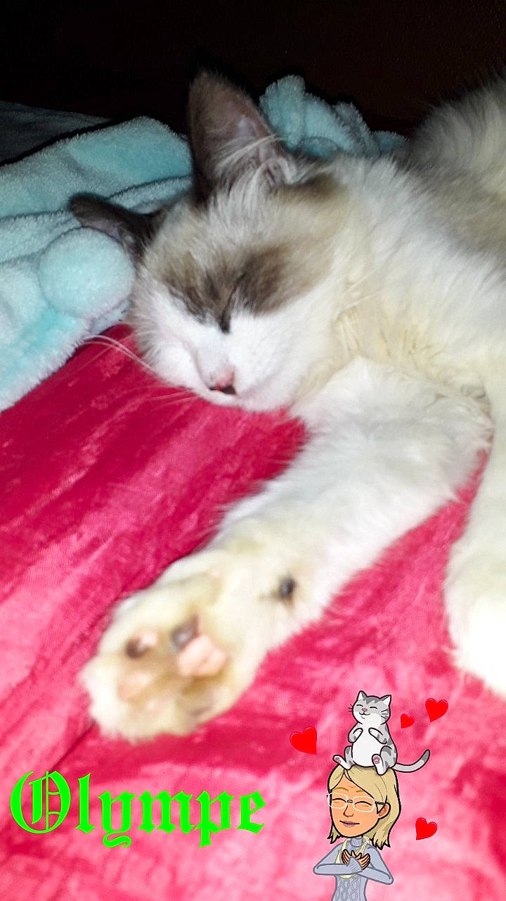 Olympe a rejoint le concours — aidez-le/la à gagner de superbes lots ! aegean_cat, carnivoran, cat, cat_like_mammal, headwear, kitten, paw, person, photo_caption, ragdoll, small_to_medium_sized_cats, snout, turkish_van, vertebrate, whiskers