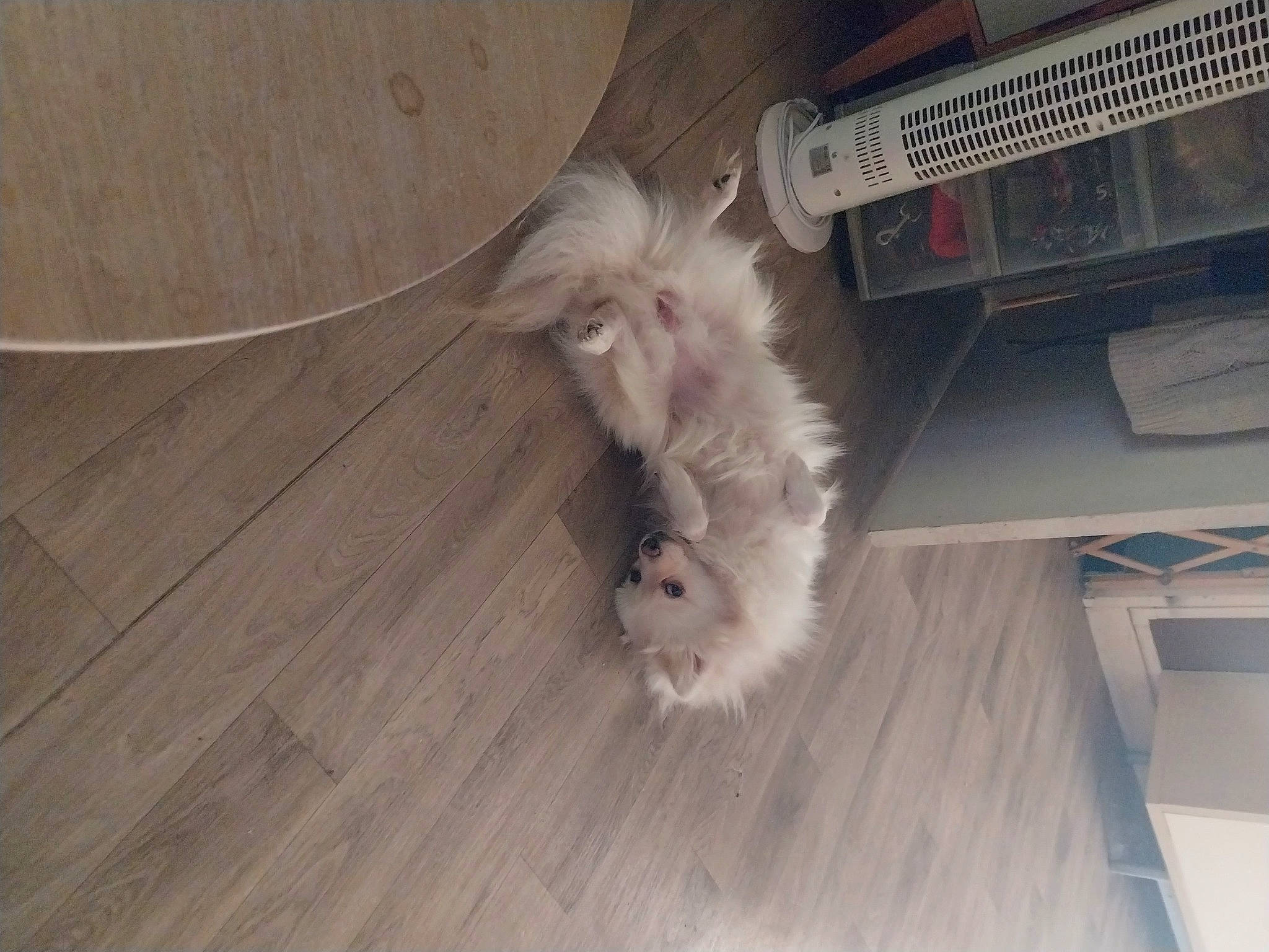 Snow participe au concours pour gagner de l'argent avec cette photo : claw, companion_dog, dog_breed, felidae, floor, flooring, fur, hardwood, laminate_flooring, paw, plank, plywood, small_to_medium_sized_cats, tail, toy_dog, varnish, whiskers, wood, wood_flooring, wood_stain