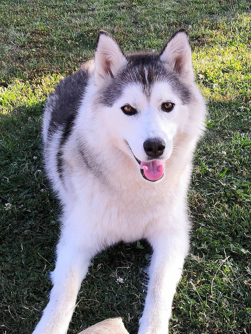 Osiris participe au concours pour gagner de l'argent avec cette photo : alaskan_malamute, ancient_dog_breeds, canadian_eskimo_dog, canidae, carnivore, dog, dog_breed, east_siberian_laika, greenland_dog, mammal, native_american_indian_dog, northern_inuit_dog, saarloos_wolfdog, sakhalin_husky, seppala_siberian_sleddog, siberian_husky, sled_dog, tamaskan_dog, vertebrate, wolfdog