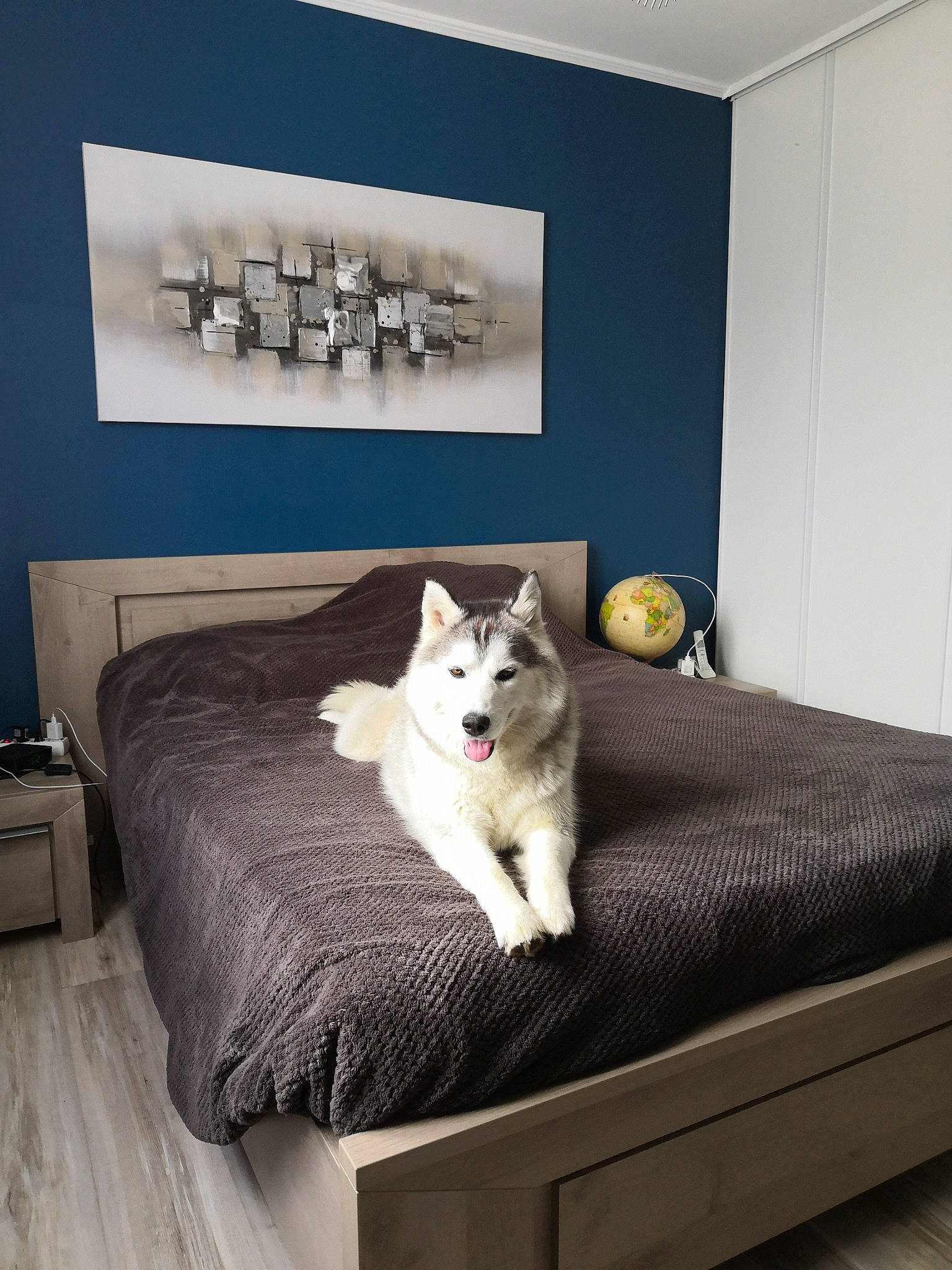 Osiris a rejoint le concours — aidez-le/la à gagner de superbes lots ! bed, bed_frame, bedroom, canidae, carnivore, cat, chest_of_drawers, comfort, couch, floor, fur, furniture, home, house, interior_design, living_room, nightstand, room, siberian_husky, table