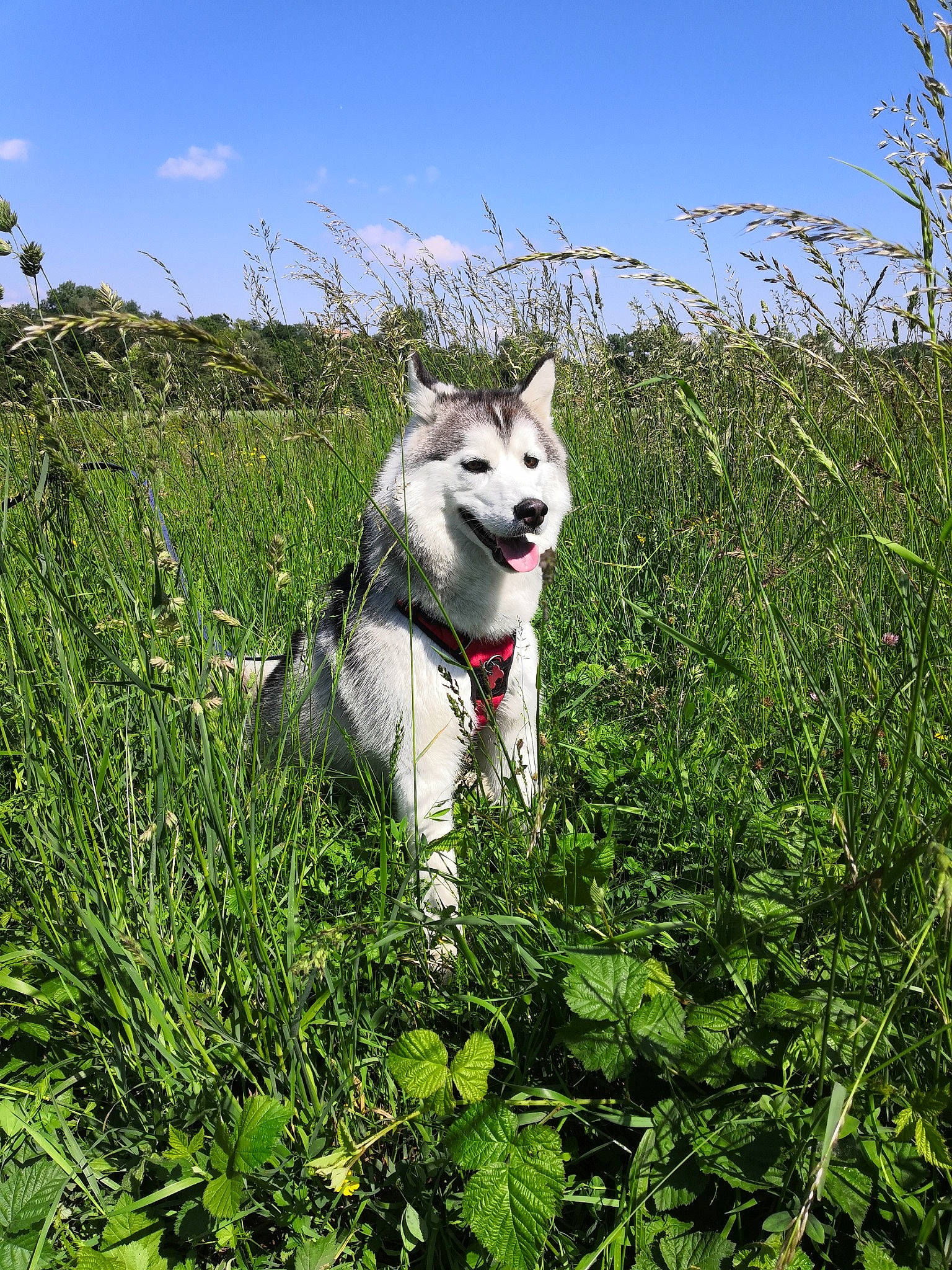 Osiris a rejoint le concours — aidez-le/la à gagner de superbes lots ! alaskan_malamute, canadian_eskimo_dog, canidae, carnivore, czechoslovakian_wolfdog, dog, dog_breed, east_siberian_laika, grass, grass_family, mammal, native_american_indian_dog, northern_inuit_dog, plant, saarloos_wolfdog, siberian_husky, sled_dog, tamaskan_dog, west_siberian_laika, wolfdog