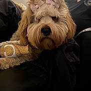 Millie is registered to the contest to win money with this photo: beard, black_clothing, bow, brown_fur, casual, chew_toy, closeup, companion, couch, cute, dog, furniture, furry, home, indoor, person, pet, relaxed, seated, toy