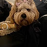 dog, bow, toy, couch, indoor, pet, furry, relaxed, beard, person, black_clothing, chew_toy, closeup, cute, companion, home, furniture, brown_fur, seated, casual