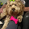 dog, toy, pink_bone, green_bow, lap, person, smiling, couch, leather, indoor, relaxed, fur, curly_fur, pet, hand, clothing, casual, comfort, happy, home