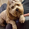 dog, bow, fluffy, pet, indoor, furniture, leather_chair, cute, animal, relaxed, brown, companion, adorable, portrait, paw, sitting, cozy, home, curly_fur, looking_away
