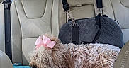 Millie is registered to the contest to win money with this photo: backseat, car, car_interior, cozy, curly_fur, daytime, dog, furry, leather_seat, outside_view, pet, pet_carrier, pink_bow, resting, road, seatbelt, sleeping, travel, trees, window