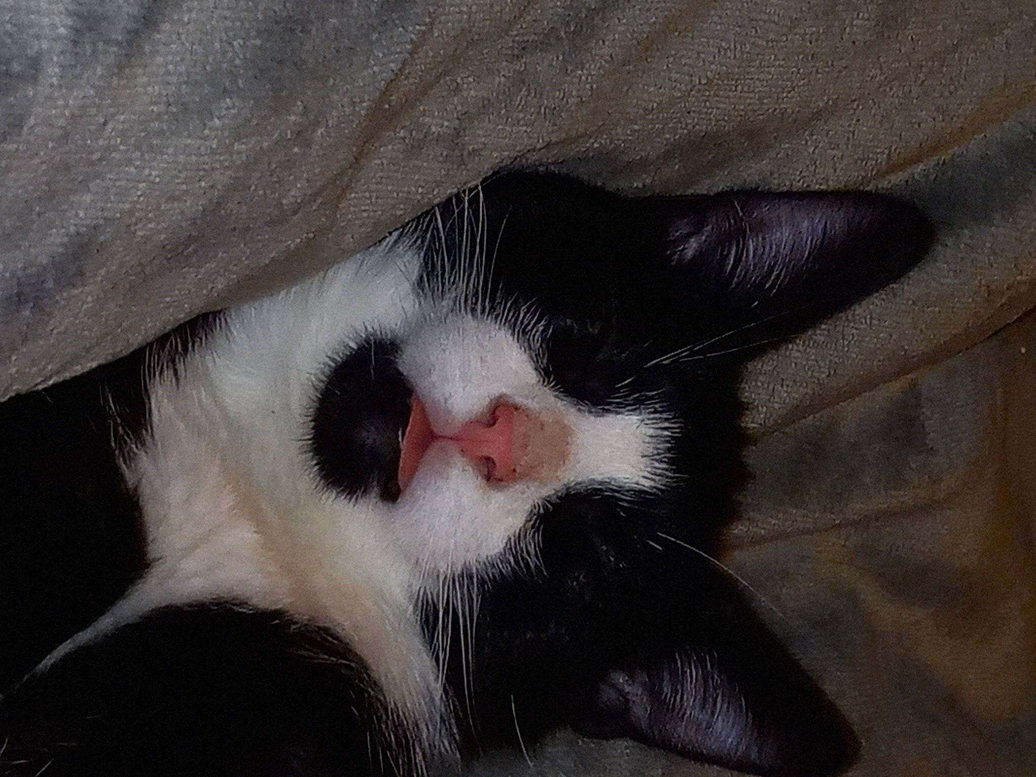 Blacktop is registered to the contest to win money with this photo: canidae, carmine, carnivore, cat, claw, comfort, dog_breed, domestic_short_haired_cat, felidae, foot, fur, paw, small_to_medium_sized_cats, snout, tail, whiskers