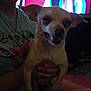 dog, small_dog, pet, animal, indoor, person, holding, smile, face, ears, mouth, hand, shirt, text_on_shirt, blur, low_light, background, television, sitting, human