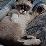 cat, kitten, siamese_cat, pet, animal, lying_down, relaxed, sleepy, raised_paw, pink_tongue, blue_eyes, pointed_ears, fluffy, fur, whiskers, blanket, indoors, portrait, close_up, cute
