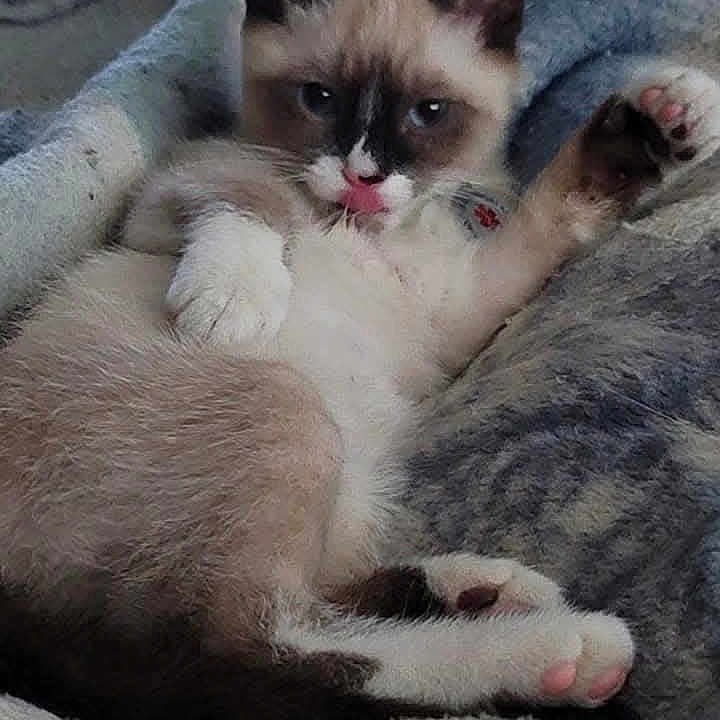 Shastabuddy joined the competition — help win amazing prizes! cat, kitten, siamese_cat, pet, animal, lying_down, relaxed, sleepy, raised_paw, pink_tongue, blue_eyes, pointed_ears, fluffy, fur, whiskers, blanket, indoors, portrait, close_up, cute