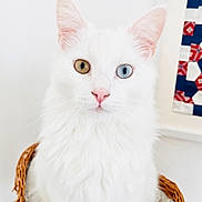 Sullivan joined the competition — help win amazing prizes! abyssinian, angora, animal, basket, cat, face, head, kitten, manx, person, pet, photography, portrait, siamese, white