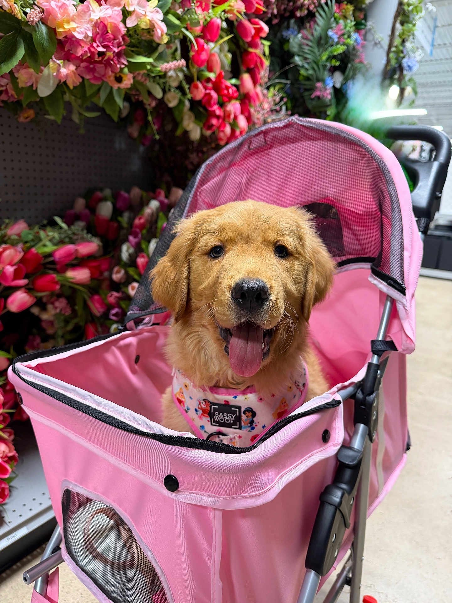 Sadie is registered to the contest to win money with this photo: dog, puppy, golden_retriever, stroller, pink, flowers, floral_arrangement, tongue_out, pet_store, harness, mesh, shopping_aisle, cute, portrait, indoor, pet_accessory, adorable, seat, canine, retail_display
