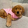 Sadie is registered to the contest to win money with this photo: dog, puppy, golden_retriever, pink_sweater, couch, sofa, blanket, fur, paw, face, pet, indoor, cute, cozy, portrait, looking_at_camera, living_room, upholstery, plant, textile