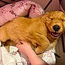dog, puppy, golden_retriever, sleeping, smiling, pet, fur, nose, mouth, teeth, closed_eyes, hand, human_hand, pillow, blanket, bed, pink, cozy, indoor, cute