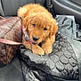 Sadie is registered to the contest to win money with this photo: dog, puppy, golden_retriever, car_interior, car_seat, seatbelt, purse, bag, jacket, blanket, leash, paw, fur, eyes, cute, adorable, passenger, travel, upholstery, looking_up