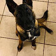 Ora participe au concours pour gagner de l'argent avec cette photo : belgian_shepherd, belgian_shepherd_malinois, canidae, carnivore, dog, dog_breed, dutch_shepherd_dog, formosan_mountain_dog, king_shepherd, mammal, snout, vertebrate