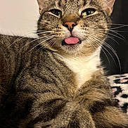 Oscar joined the competition — help win amazing prizes! animal, cat, close_up, cute, face, feline, fur, green_eyes, indoor, muzzle, nose, pet, playful, portrait, resting, soft_light, striped, tabby_cat, tongue_out, whiskers