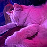 animal, cat, close_up, cozy, cute, feline, fluffy, fur, indoor, nap, paws, peaceful, pet, pink_light, purple_light, relaxed, resting, sleeping, soft, whiskers