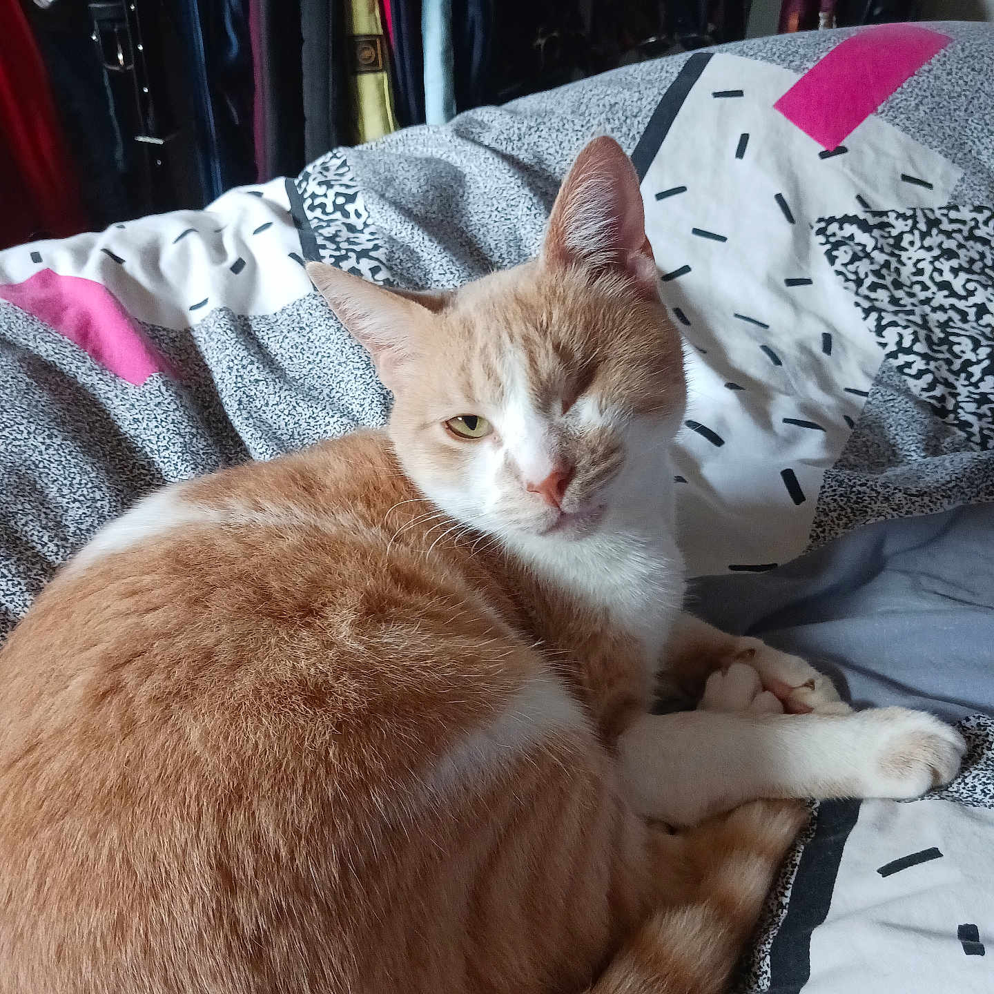 Nougat a rejoint le concours — aidez-le/la à gagner de superbes lots ! abyssinian, animal, bed, bedroom, blanket, cat, closet, couch, cupboard, cushion, furniture, homedecor, indoors, kitten, linen, manx, pet, quilt, room, siamese