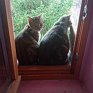 Mûre a rejoint le concours — aidez-le/la à gagner de superbes lots ! cat, tabby_cat, window, windowsill, wooden_frame, pine_tree, greenery, pets, animal, indoor, natural_light, feline, two_animals, looking_back, looking_outside, cozy, quiet, home, curious, resting