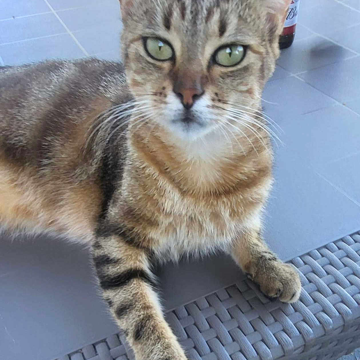 Mûre participe au concours pour gagner de l'argent avec cette photo : animal, bottle, cat, chair, daylight, ears, fur, green_eyes, looking, outdoor, paw, person, pet, relaxed, striped, tabby_cat, table, tiles, whiskers, woven_table