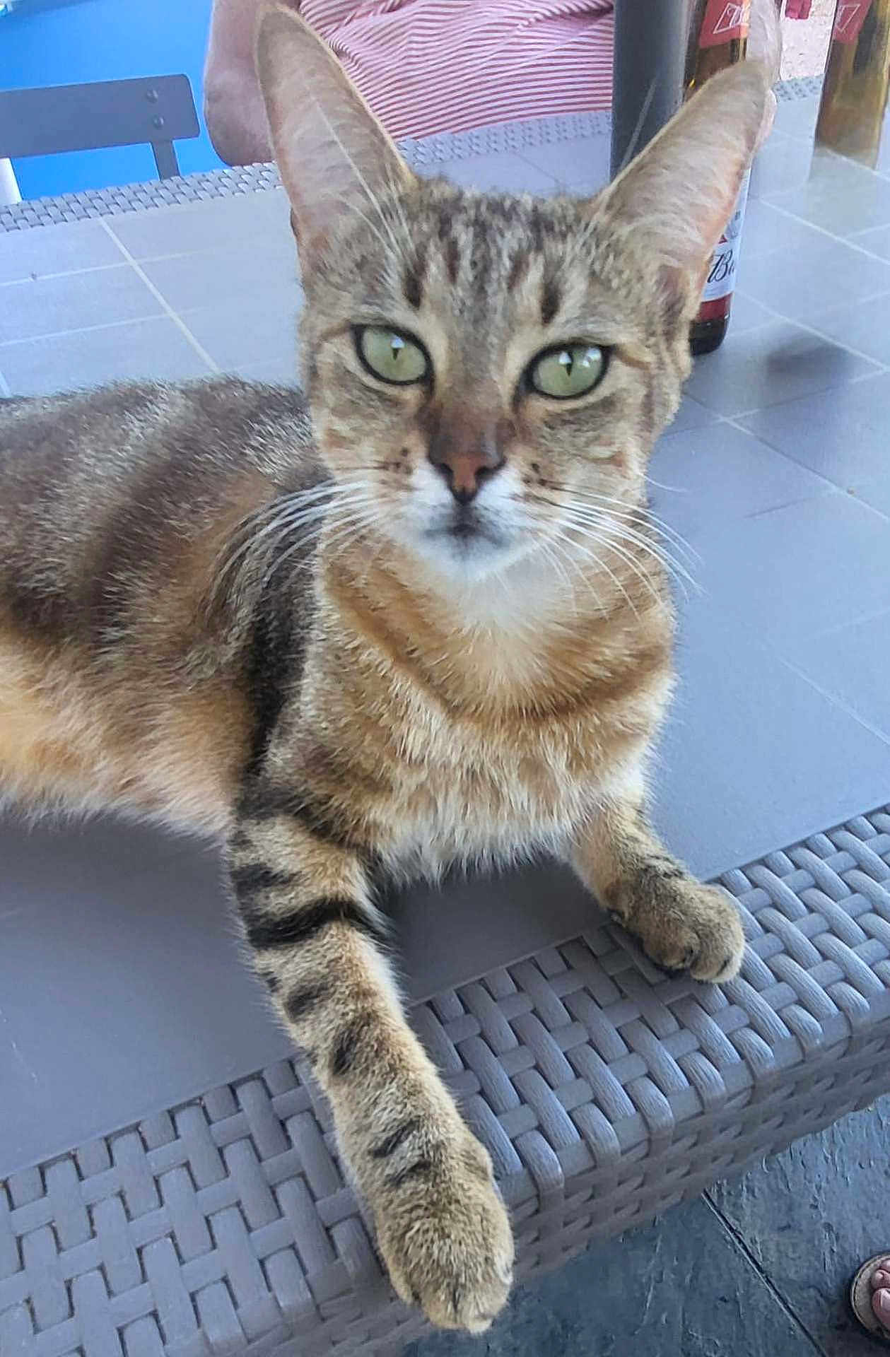 Mûre participe au concours pour gagner de l'argent avec cette photo : cat, tabby_cat, green_eyes, outdoor, table, woven_table, paw, fur, striped, person, bottle, chair, tiles, relaxed, looking, pet, animal, whiskers, ears, daylight