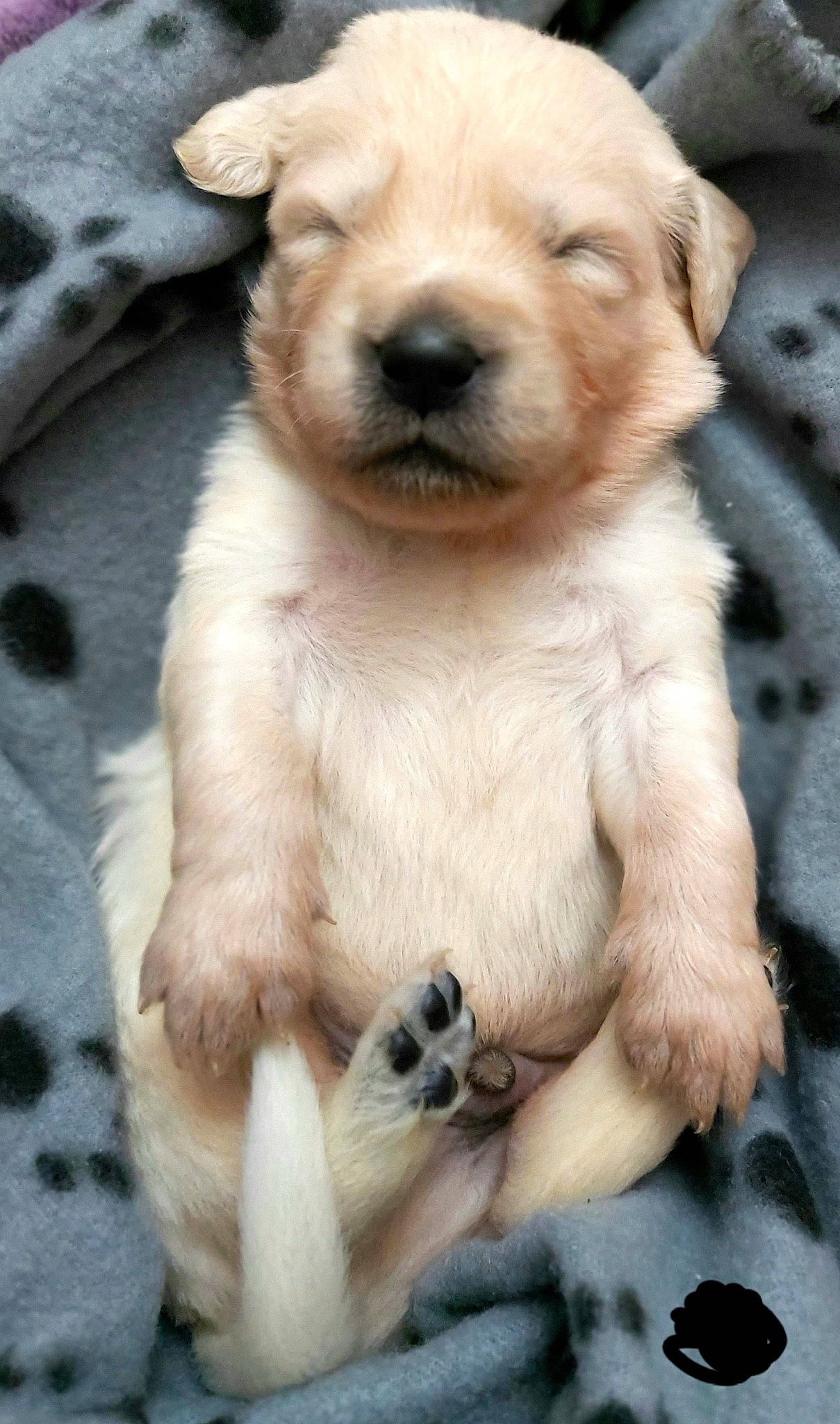 Lucky joined the competition — help win amazing prizes! ancient_dog_breeds, canidae, carnivore, companion_dog, dog, dog_breed, fawn, fur, paw, pet_supply, puppy, puppy_love, snout, sporting_group, street_dog, tail, terrestrial_animal, toy_dog, whiskers, working_animal