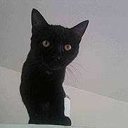 Bagherra participe au concours pour gagner de l'argent avec cette photo :