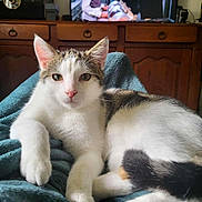 Aladin a rejoint le concours — aidez-le/la à gagner de superbes lots ! cat, pet, animal, feline, tabby, white_fur, indoor, cozy, blanket, resting, relaxed, cute, domestic, fur, whiskers, ears, eyes, tail, wooden_cabinet, television