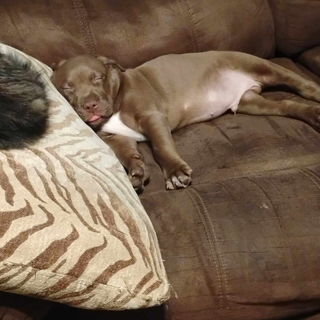 Bruno joined the competition — help win amazing prizes! animal, brown, comfort, couch, cozy, cute, dog, fur, home, indoor, nap, pet, pillow, puppy, relaxed, resting, sleeping, soft, tongue_out, zebra_pattern