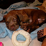 Bruno joined the competition — help win amazing prizes! puppy, dog, sleeping, blanket, toy, indoor, brown, pet, cozy, resting, cute, paw, fur, animal, soft, nap, bedroom, comfort, domestic, young